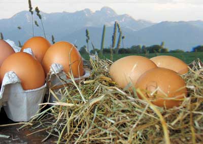 Bio Joghurt Lieferservice Rosenheim Inntal, Familie Forstner